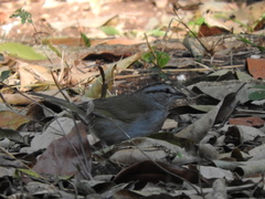 Arremonops chloronotus