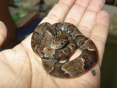 Xenodon rabdocephalus