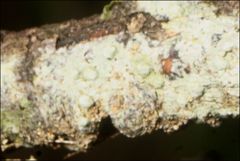 Pertusaria pertractata