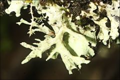 Ramalina inflata