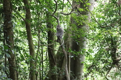 Macaca fascicularis