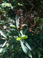 Barleria lupulina