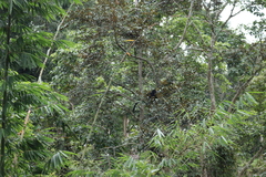 Trachypithecus auratus