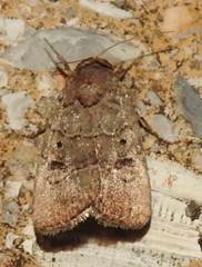 Elaphria fuscimacula