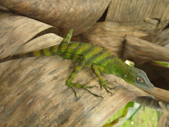 Anolis purpurescens