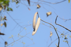 Oroxylum indicum