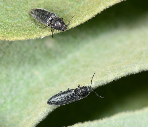 Cidnopus observed 2026-06-01