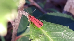 Dictyoptera simplicipes