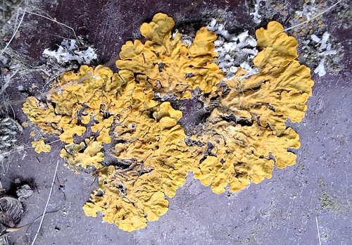 Common Sunburst Lichen