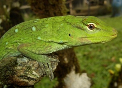 Anolis parvauritus