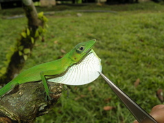 Anolis chloris