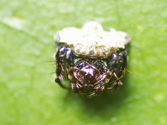 Arkys speechleyi