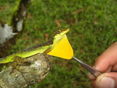 Anolis gracilipes