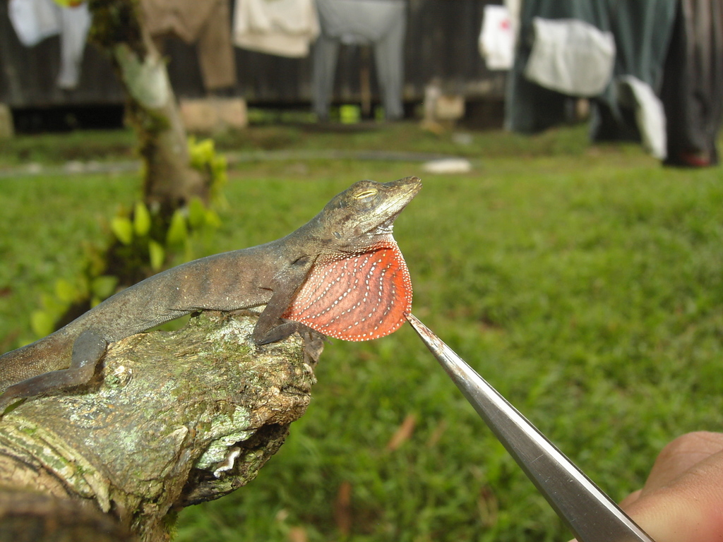 Blotchbelly Anole
