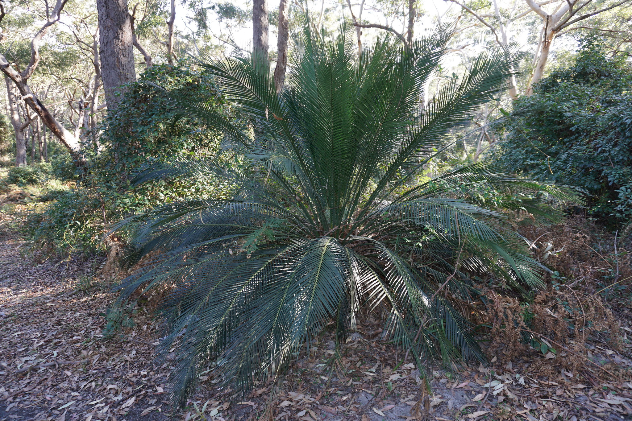 Macrozamia