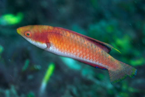 Tono's wrasse — seen at this dive site
