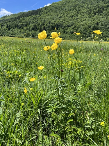 Trollius europaeus