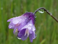 Dipterostemon capitatus