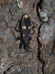 Acanthaspis obscura