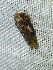 Xestocephalus