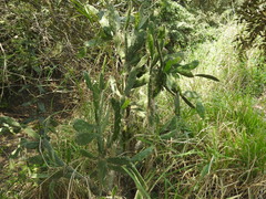 Opuntia dejecta
