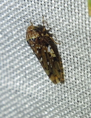 Xestocephalus