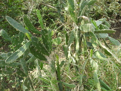 Opuntia dejecta