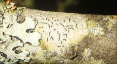 Halegrapha mucronata