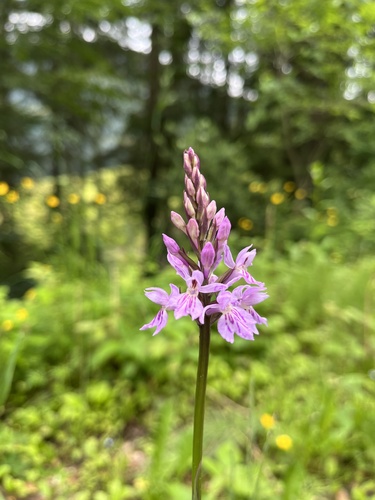 Common Spotted Orchid
