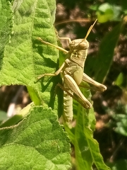 Schistocerca serialis