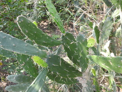 Opuntia dejecta