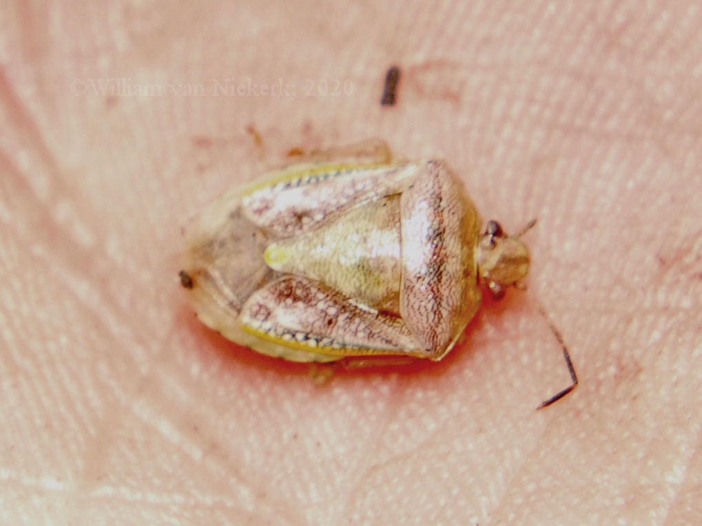Antestiella