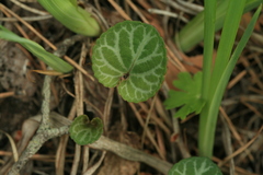 Viola variegata