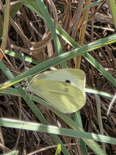 Large White