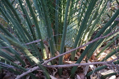 Macrozamia communis