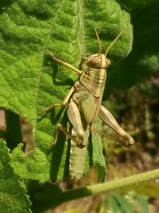 Schistocerca serialis
