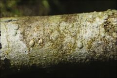 Pertusaria pertractata