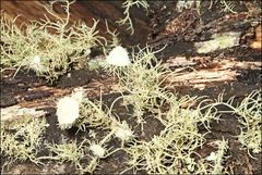 Usnea scabrida