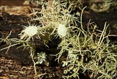 Usnea scabrida