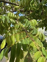 Libidibia monosperma