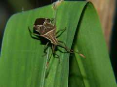 Cletoliturus lituripennis