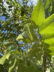 Libidibia monosperma