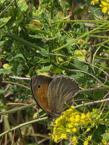 Meadow Brown