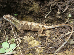Anolis lyra