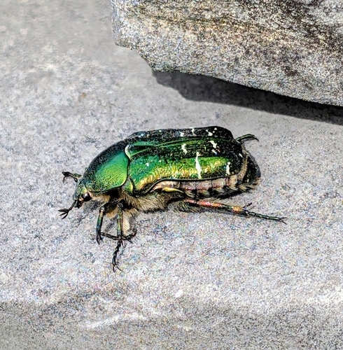 European Rose Chafer