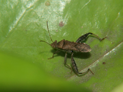 Heegeria tangirica