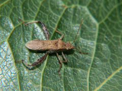 Heegeria tangirica
