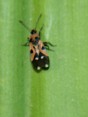 Horvathiolus delicatulus