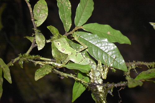 Hypsilurus modestus observed 2026-05-21