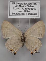 Pilodeudorix caerulea